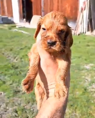 Cuccioli Cocker Spaniel