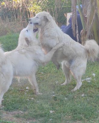 Cuccioli pastore maremmano abruzzese