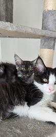 Cuccioli Maine Coon maschietti e femminucce