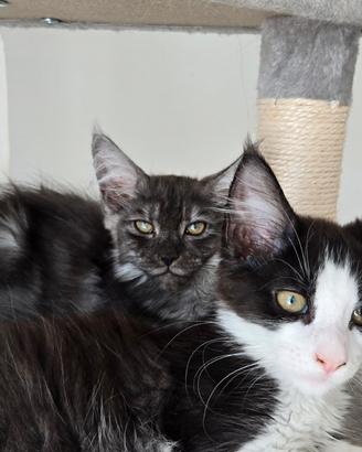 Cuccioli Maine Coon maschietti e femminucce
