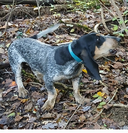 Segugio basset bleu de gascogne