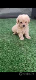 Maltipoo micro