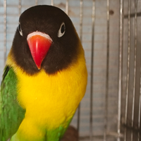 Insep mascherato verde femmina