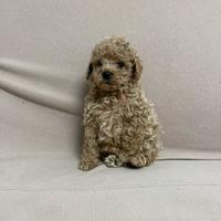 Cuccioli Barboncino Toy Pedigree Enci