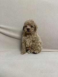 Cuccioli Barboncino Toy Pedigree Enci