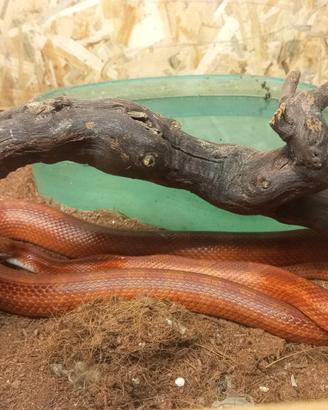 Serpente con teca