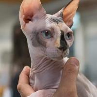 Sphynx maschio per accoppiamento