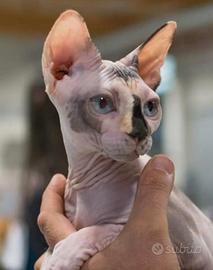 Sphynx maschio per accoppiamento