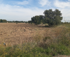 Uta - Terreno agricolo