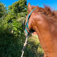 Cavallo