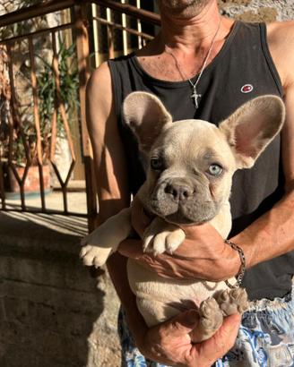 Maschietto bulldog francese lilac fawn