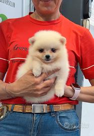 Pomerania bianchi