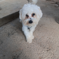 Cane maltese originale toy