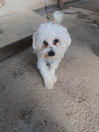 Cane maltese originale toy