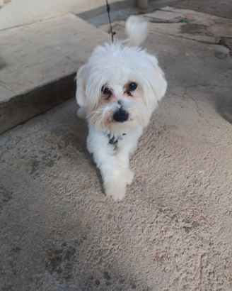 Cane maltese originale toy