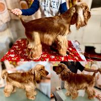 Cocker Spaniel Inglese fulvo ENCI per monta
