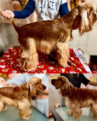 Cocker Spaniel Inglese fulvo ENCI per monta