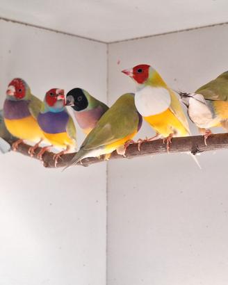 Diamanti di gould