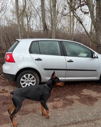 Ricambi Volkswagen Golf 5 1K 2004 1.9 Diesel BKC