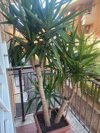 Piante