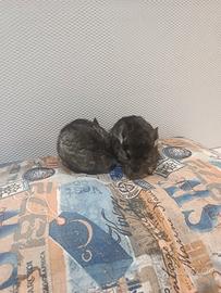 Cucciolo di cincillà beby