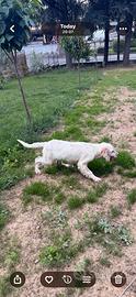 Cucciola Femmina Setter Inglese 3 mesi e mezzo