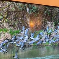 Smart Tv Samsung 55 pollici 4 k perfetto