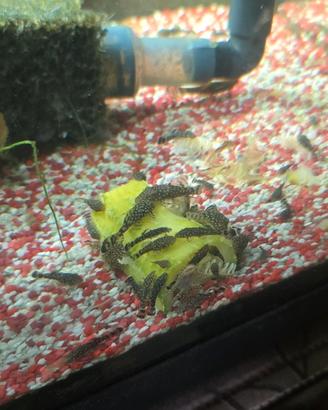 Ancistrus