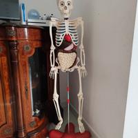 scheletro Willy il corpo umano modello anatomic