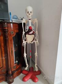 scheletro Willy il corpo umano modello anatomic
