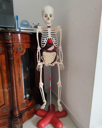 scheletro Willy il corpo umano modello anatomic