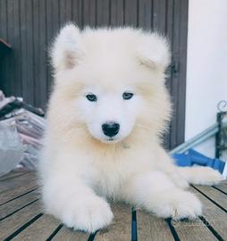 Cuccioli di Samoiedo