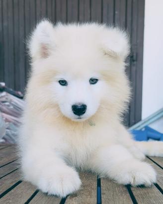 Cuccioli di Samoiedo