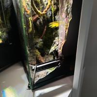 splendido Terrario paludario rettilario