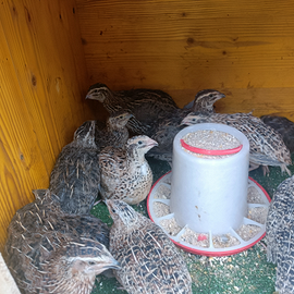 Quaglie Jumbo solo femmine