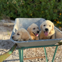 Cuccioli Labrador