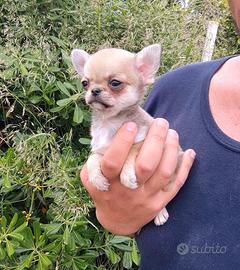 Mini chihuahua