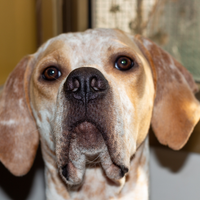 Cane da caccia Pointer
