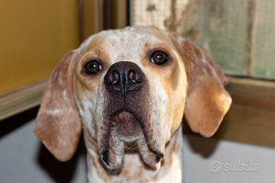 Cane da caccia Pointer
