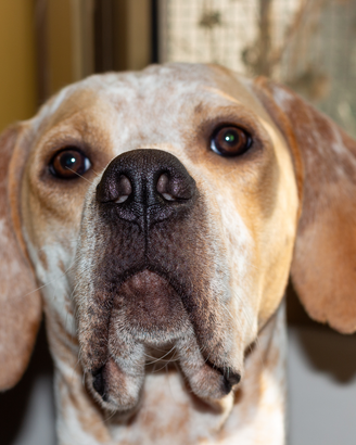 Cane da caccia Pointer