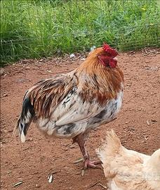 Gallo Olive Egger (Riproduttore uova verdi)