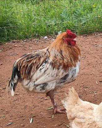 Gallo Olive Egger (Riproduttore uova verdi)