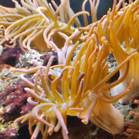 Anemone