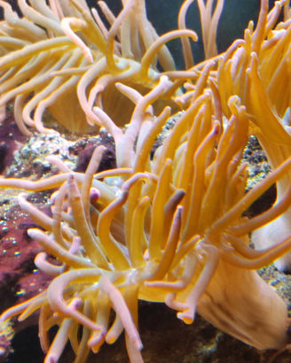 Anemone
