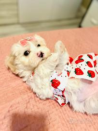 Bichon Frise a poil