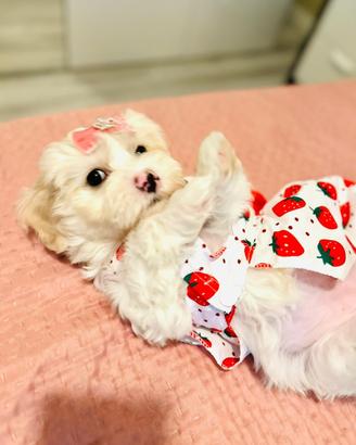 Bichon Frise a poil