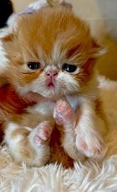 Gattino Persiano Maschio