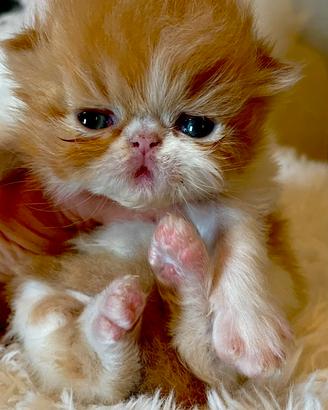 Gattino Persiano Maschio