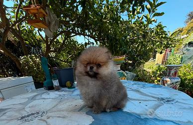 Spitz di Pomerania nano