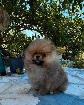 Spitz di Pomerania nano